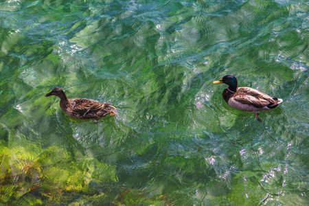 duck and drake floating in the clear water of the lake Mondsee in Austria