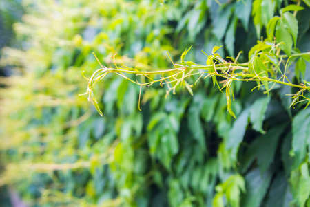 background texture of a wall covered with ivy green flowering