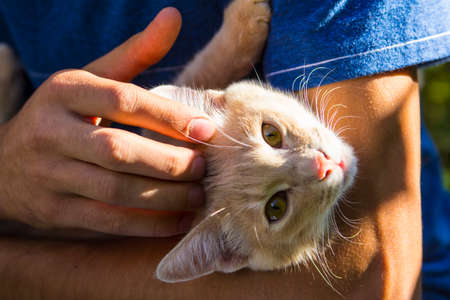 red cat luxuriates and squints at the hands of a man under the sunの写真素材