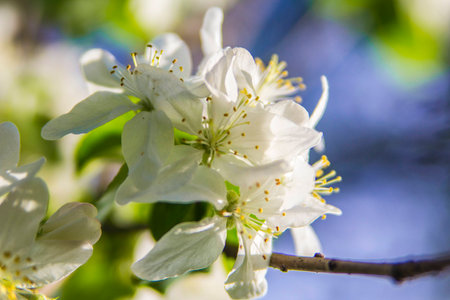 apple flower in the blurry background of blue sky