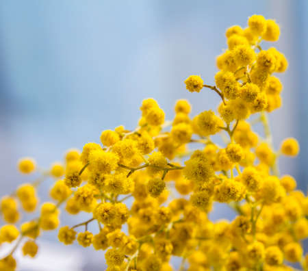 blooming yellow mimosa branch on a background of the spring skyの写真素材