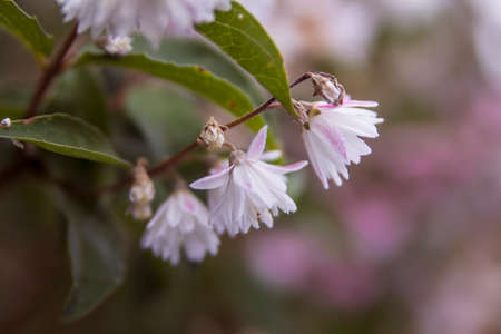 flowering shrub with white flowers in the city parkの写真素材