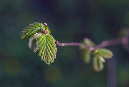 first leaves on a branch of hazel in the springの写真素材
