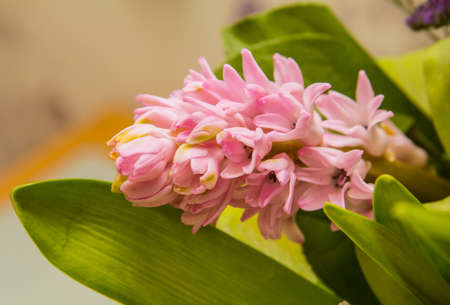 sprig of delicate pink flowering hyacinth with large leavesの写真素材