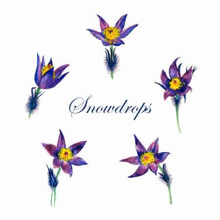 delicate purple snowdrops on a white background watercolor vector illustrationのイラスト素材