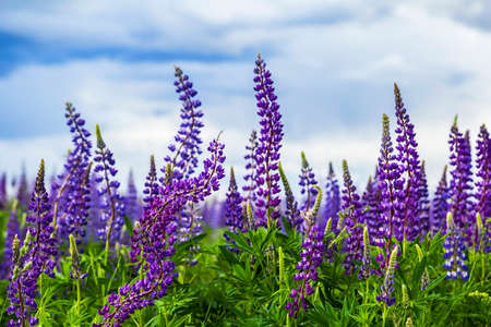 background field of purple lupines against the background of a stormy skyの写真素材