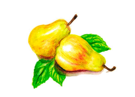 two yellow ripe pears watercolor pencils watercolor vector illustrationのイラスト素材