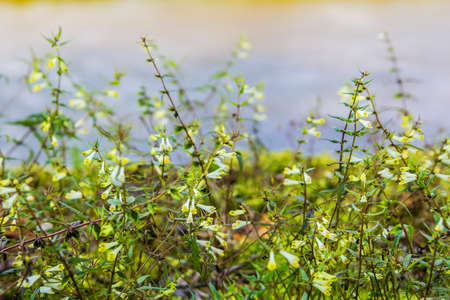 flowering herbs in the forest above the river blurred backgroundの写真素材