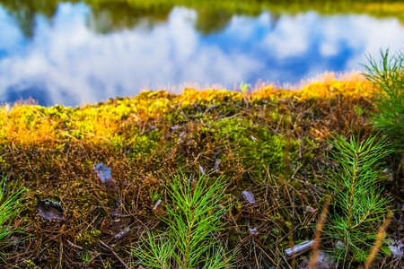 Moss background on the cliff above the river landscapeの写真素材