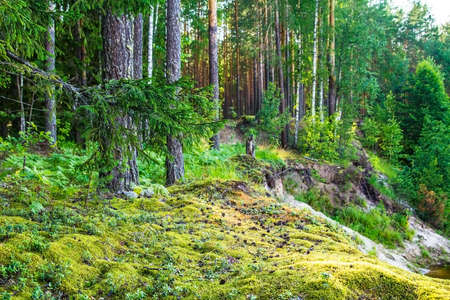 forest landscape with pine trees and moss in the summer