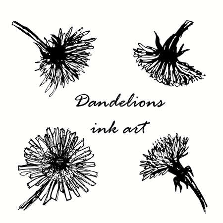 dandelions ink hand drawn sketch illustrationのイラスト素材