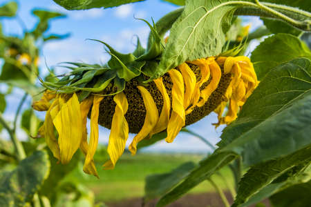 blurred background ripe summer sunflower fieldの写真素材