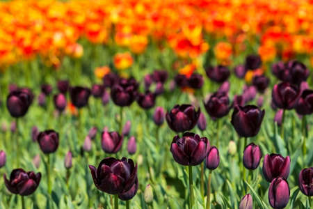 background field flower bed of blooming dark purple and bright orange tulips on the flower festival in Istanbulの写真素材