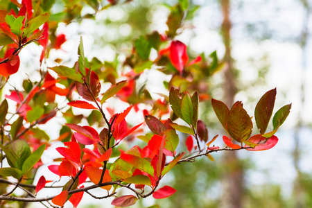 background blur bright red autumn leaves on the forest backgroundの写真素材