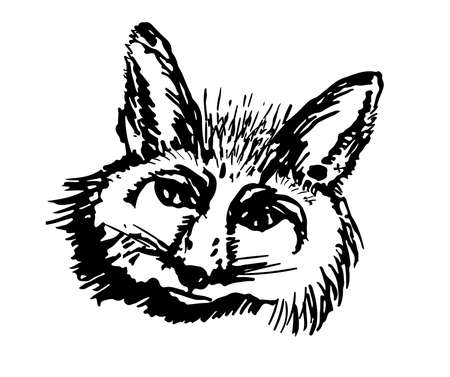 drawing head of the fox graphic ink vector illustrationのイラスト素材