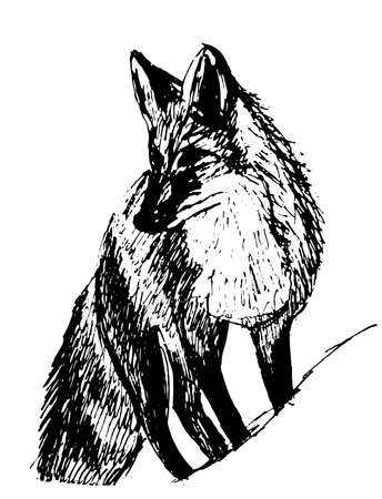 picture fox sketch hand-drawnのイラスト素材