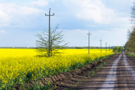 Background landscape view of the yellow rapeseed fieldの写真素材
