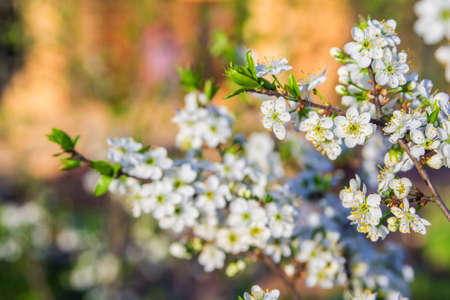 background blurred white blooming wild plum branchesの写真素材