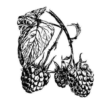 drawing branch of ripe raspberries illustrationのイラスト素材