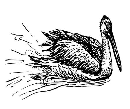 drawing white pelican sketch ink vector illustrationのイラスト素材