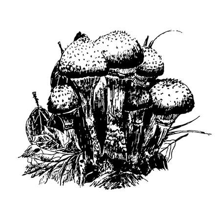 Drawing mushrooms in the forest sketch graphics hand drawn ink vector illustrationのイラスト素材