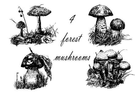 Drawing set of 4 forest mushrooms, sketch graphics hand drawn ink vector illustrationのイラスト素材