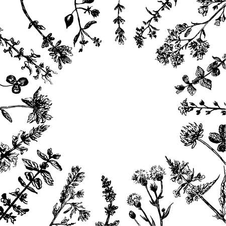 Drawing of a wreath of field grasses, a sketch, a hand-drawn graphics vector illustrationのイラスト素材