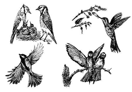 Set of four isolated bird figures, hand drawn sketch illustration.のイラスト素材