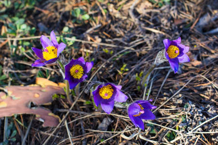 background wallpaper pictures group of purple snowdrop primroses sleep-grass in the forest