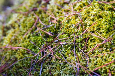 Background of a blurry forest autumn moss with yellow pine needlesの写真素材