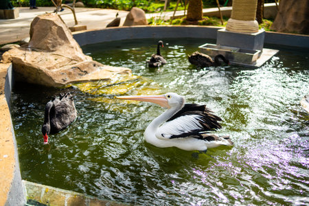 Pelican swimming in a pond at the Bird Land, Jakarta.の写真素材
