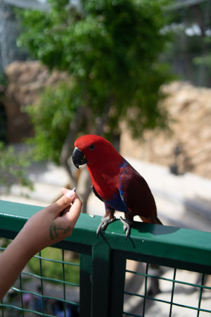 Red parrot sitting on the hand of a child. Bird in the zoo.の写真素材