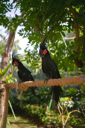 Two Raja cockatoos sitting on a branch in the zoo.の写真素材