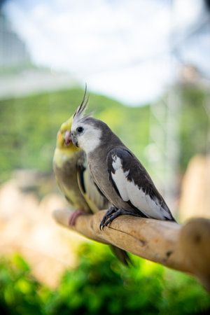 Cockatiel parrot sitting on the perch, Indonesia.の写真素材