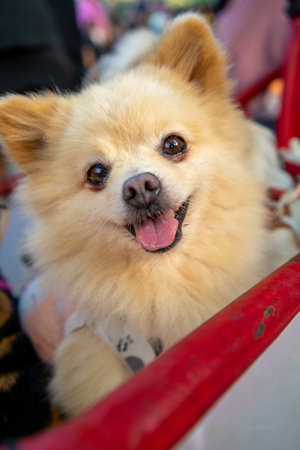 Pomeranian dog sitting in cart looking and smilingの写真素材