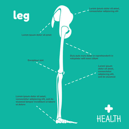 Vector illustration of leg. Infographics legs on a blue backgroundのイラスト素材