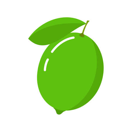 Lime icon. Vector illustration. Citrus fruitのイラスト素材