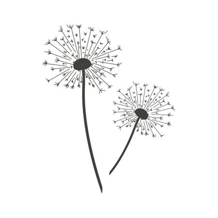 Vector illustration of dandelions.のイラスト素材