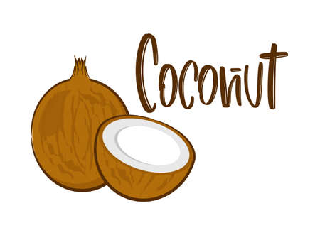 Coconut hand drawn modern brush lettering text with coco. Vector illustration for webpage, print and advertisingのイラスト素材