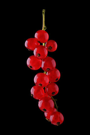 Close-up bright red currant on a black background. Beautiful branch of ripe juicy currant on a black background. Tasty red and ripe currant. Sprig of fresh and red currant.の写真素材