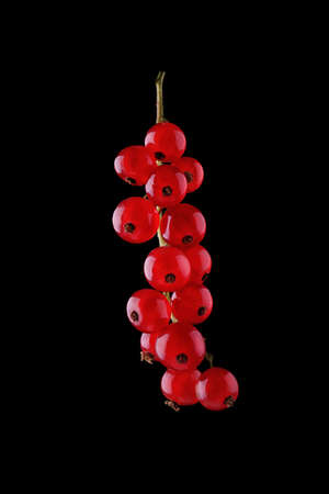 Macro photo of bright red and fresh currant on a black background. Close-up macro currant. Red ripe juicy currant on black background. Sweet summer berries.の写真素材