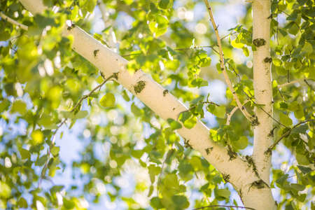 Close-up picture a charming birch and beautiful green leaves of a birch tree in summer. Fresh green leaves and trunk of birch tree with beautiful birch bark close up on sky background.の写真素材