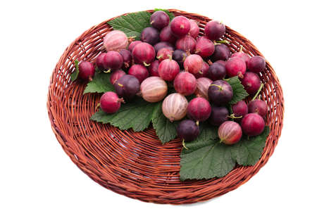 A dark brown wooden basket with multi-colored gooseberries and green leaves, isolated on a white background. Colorful red and pink berries full of nutritious vitamins. Close-up ripe fresh red berries.の写真素材