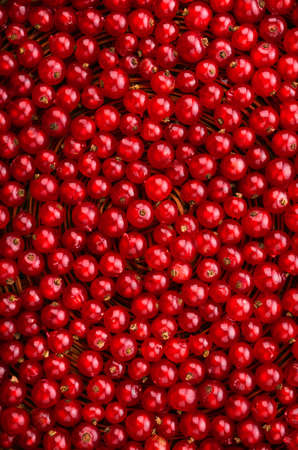 Close-up picture of a delicious, ripe and bright red currant in an upright position. Currant different shades of bright red color.  Juicy, raw, fresh, tasty, healthy, nutritious concept.の写真素材
