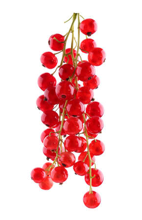 Mature and healthy red currant, isolated on a white background. Tasty, raw and ripe currant. Nutritious vegan breakfast.  Juicy, raw, fresh, tasty, healthy, nutritious concept.の写真素材