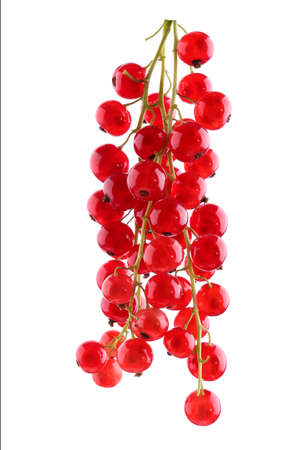 Delicious and raw bright red currant, isolated on a white background. Fresh red currants close-up. Ripe, juicy fruits and berries. Delicious and healthy red currant.の写真素材