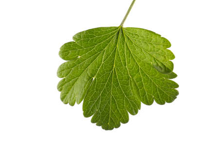 Great green currant leaf, isolated on a white background. Beautiful and green color summer leaves. Black or bright red currant leaf. Summer fruit leaves.の写真素材