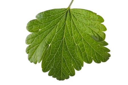 Fresh, and bright green leaf from a currant bush, isolated on a white background. Bright red or black currant leaf. Wonderful and fresh summer leaves.の写真素材