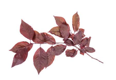 Fresh, bright red leaves plums, isolated on a white background. Red leaf. Red leaves. Beautiful branch with red leaves of plum.の写真素材