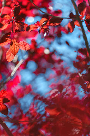 Healthy red leaves on a saturated blue background. Beautiful colorful trees in fall. Charming autumn foliage in a light sunny park. Flora full of life and beauty.の写真素材